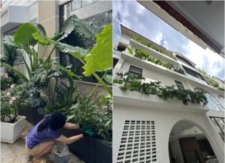 The Ultimate Guide to Growing Giant Trees: From a Tearful Beginning to a Majestic Forest