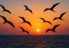 The Miracle of Avian Aerobatics: Unraveling the Secrets of Birds’ Sleep Patterns in Flight