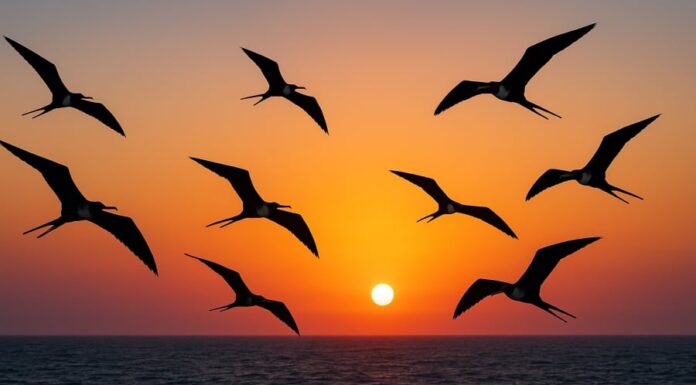 The Miracle of Avian Aerobatics: Unraveling the Secrets of Birds’ Sleep Patterns in Flight
