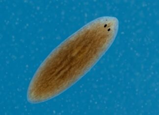 The Immortal Worm: Scientists Marvel at its Miraculous Regeneration Abilities