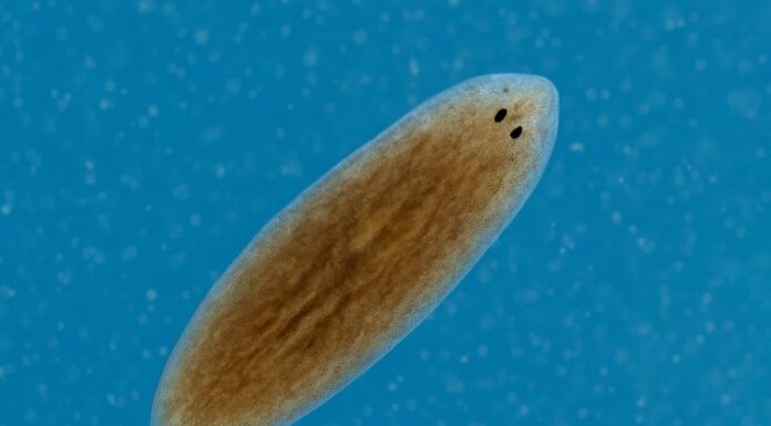 The Immortal Worm: Scientists Marvel at its Miraculous Regeneration Abilities