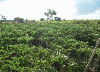 The Unassuming Delicacy of Hue: From Humble Beginnings to a Culinary Sensation