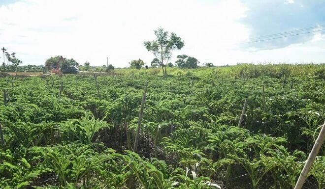 The Unassuming Delicacy of Hue: From Humble Beginnings to a Culinary Sensation