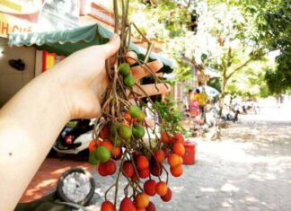 The Forgotten Wild Fruit that Now Holds Nostalgic Value: A Foraged Favorite.