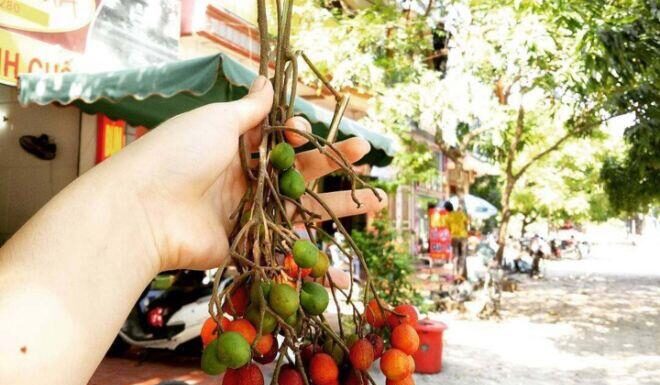 The Forgotten Wild Fruit that Now Holds Nostalgic Value: A Foraged Favorite.
