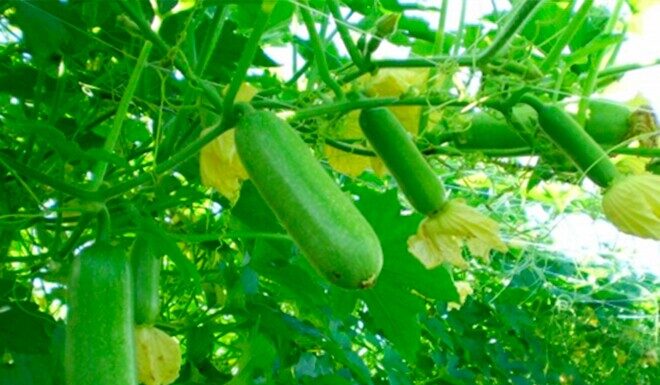 “The Ultimate Summer Treat: A Fruit That Climbs Over Fence, Nature’s Ultimate Superfood”