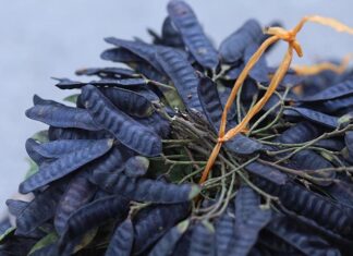 “The Wild-Grown Fruit of Vietnam: Nature’s Health Secret, Valued at a Premium in China”