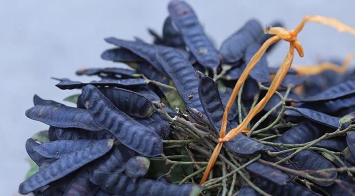 “The Wild-Grown Fruit of Vietnam: Nature’s Health Secret, Valued at a Premium in China”