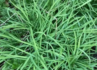 The Ultimate Superfood: Unlocking the Power of the “King of Kidney Tonics”