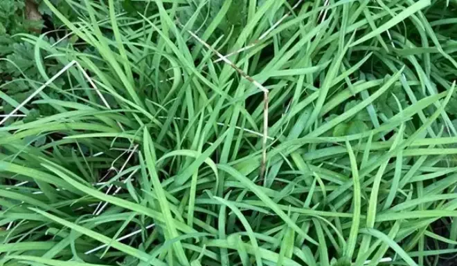 The Ultimate Superfood: Unlocking the Power of the “King of Kidney Tonics”