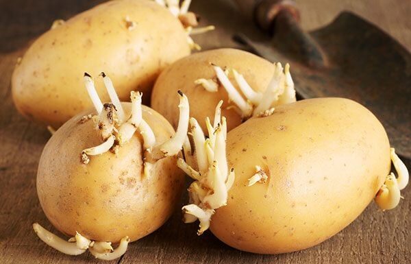 Be Wary: 3 Cheap Veggies You Should Never Buy, For Your Own Good!