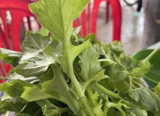 The Wild Vegetable That Grows Unharvested, Now a Delicacy for Its Crisp Sweetness, Sought After by Connoisseurs.