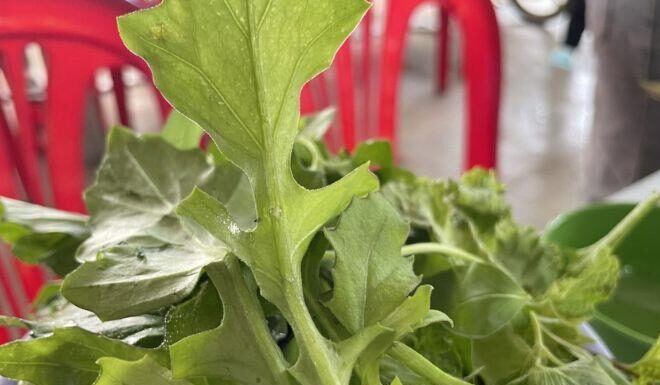 The Wild Vegetable That Grows Unharvested, Now a Delicacy for Its Crisp Sweetness, Sought After by Connoisseurs.