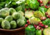 The Tiny Veggie’s Mighty Powers: Unveiling Nature’s Cancer-Fighting, Blood Sugar-Balancing Superfood