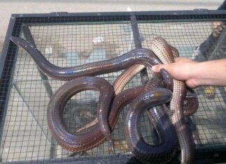 The Wild Beast that Strikes Fear into Many Hearts is Actually a Delicacy in the Western Region, Reserved for Honored Guests