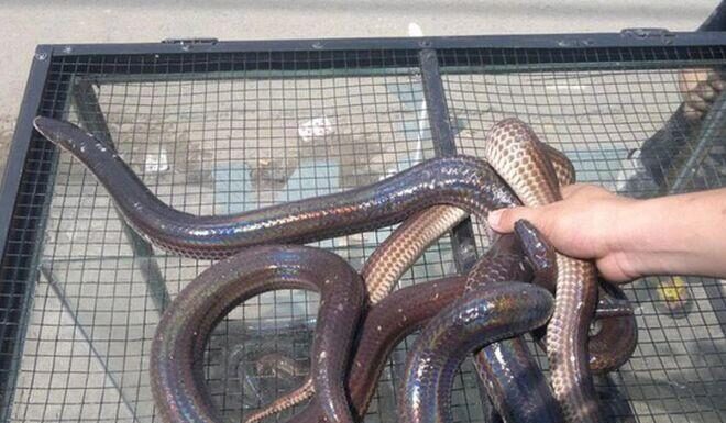 The Wild Beast that Strikes Fear into Many Hearts is Actually a Delicacy in the Western Region, Reserved for Honored Guests