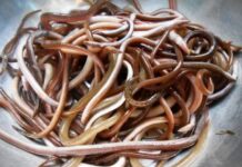 The Ultimate Delicacy: Overcoming Fear for a Taste of Quang’s Famous Delicacy