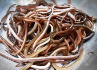 The Ultimate Delicacy: Overcoming Fear for a Taste of Quang’s Famous Delicacy