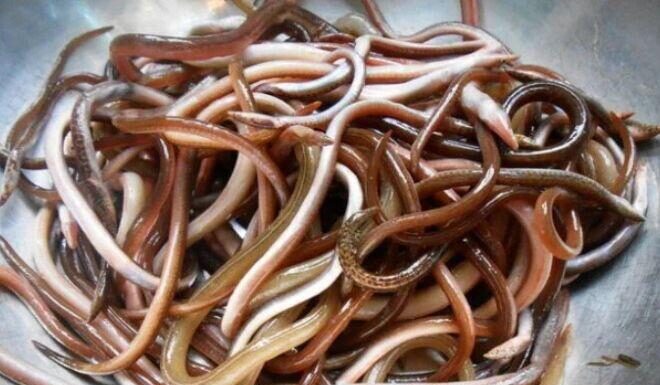 The Ultimate Delicacy: Overcoming Fear for a Taste of Quang’s Famous Delicacy