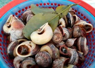 A Heavenly Delicacy: The Unique, Rainy-Season Treat That’s Taking the Culinary World by Storm