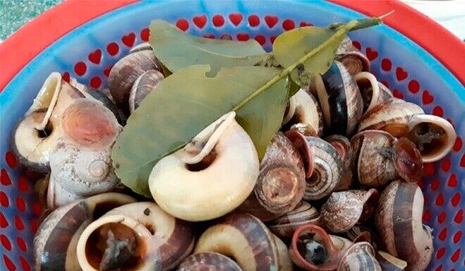 A Heavenly Delicacy: The Unique, Rainy-Season Treat That’s Taking the Culinary World by Storm