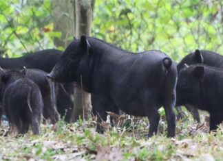 Should You Choose White or Black Pork for Your Grocery Shopping: The Ultimate Guide to Making an Informed Choice