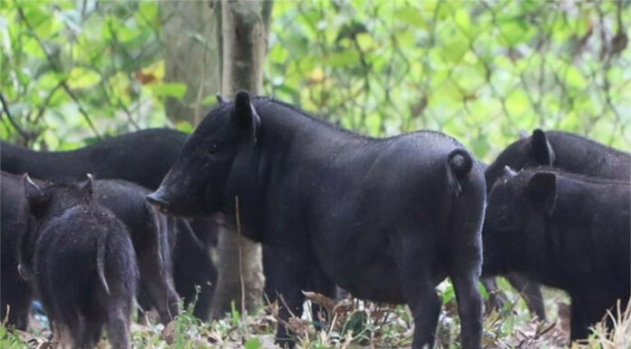 Should You Choose White or Black Pork for Your Grocery Shopping: The Ultimate Guide to Making an Informed Choice