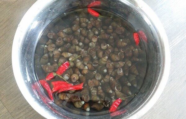 The Secret to Perfectly Cooked Snails: A Vendor’s Trick for a Tasty, Crispy, and Clean Treat