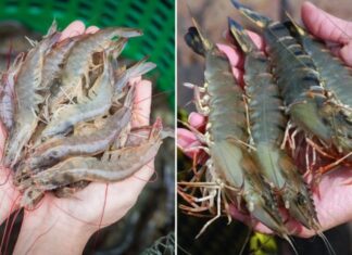 The Secret to Perfectly Cooked Shrimp: A Bright and Flavorful Dish