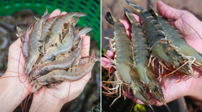 The Secret to Perfectly Cooked Shrimp: A Bright and Flavorful Dish