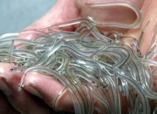 The Crystal-Clear Creature: Unveiling the Mysteries of the Priceless, Pin-Sized Species