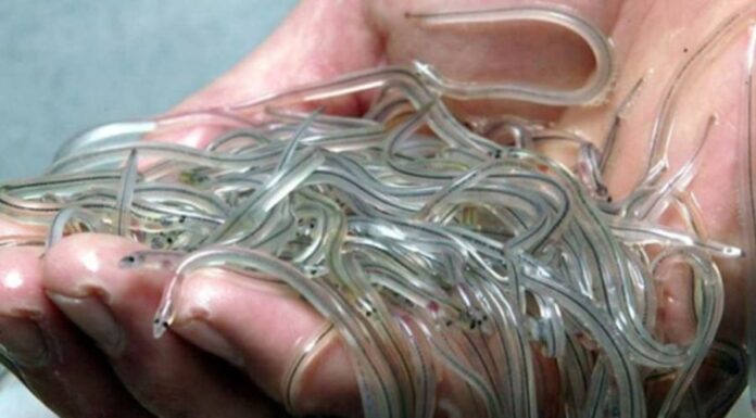 The Crystal-Clear Creature: Unveiling the Mysteries of the Priceless, Pin-Sized Species