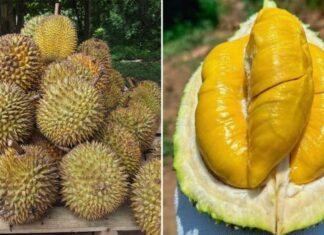 Taste the Tropics: A Guide to Picking the Perfect Mangosteen.