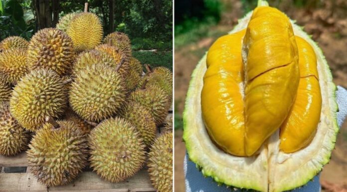 Taste the Tropics: A Guide to Picking the Perfect Mangosteen.