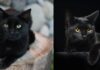 Is There Any Truth to the Old Superstition: Can a Black Cat Bring the Dead Back to Life?