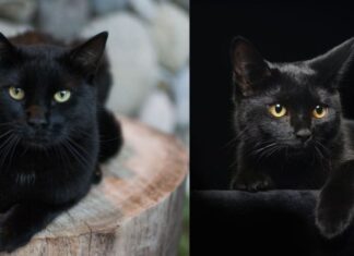 Is There Any Truth to the Old Superstition: Can a Black Cat Bring the Dead Back to Life?