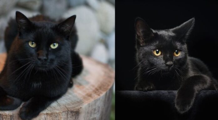Is There Any Truth to the Old Superstition: Can a Black Cat Bring the Dead Back to Life?