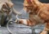 Why Are Domestic Cats So Docile, Yet Fearless When It Comes to Snakes, Even Venomous Ones?