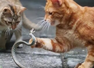 Why Are Domestic Cats So Docile, Yet Fearless When It Comes to Snakes, Even Venomous Ones?