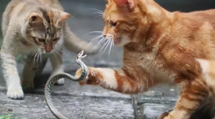 Why Are Domestic Cats So Docile, Yet Fearless When It Comes to Snakes, Even Venomous Ones?