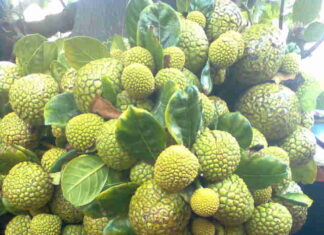 The Forgotten Fruit: A Tasty Treat with Health Benefits