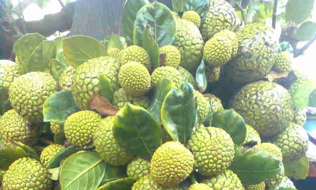 The Forgotten Fruit: A Tasty Treat with Health Benefits