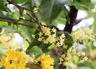 The Golden Tree: Welcome Wealth and Fortune, Suitable for All Five Elements to Attract Prosperity.