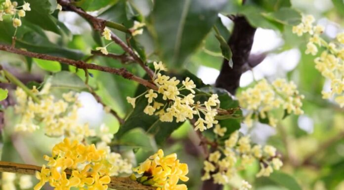 The Golden Tree: Welcome Wealth and Fortune, Suitable for All Five Elements to Attract Prosperity.