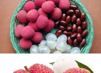 The Magic of the Lychee Fruit: Unlocking Ancient Healing Secrets