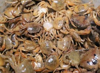 “Don’t Cook Those Crabs Just Yet: Soak Them in This Liquid to Ensure All Parasites are Gone”