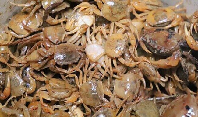 “Don’t Cook Those Crabs Just Yet: Soak Them in This Liquid to Ensure All Parasites are Gone”