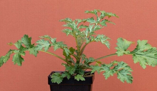 The Magic of Summer: Unveiling the Secret Behind Indoor Mugwort Gardens