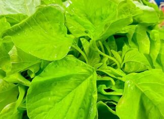 Eat More of This Veggie This Summer to Cool Down, Boost Immunity and Absorb Calcium