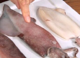 The Ultimate Guide to Choosing the Freshest, Firmest Squid